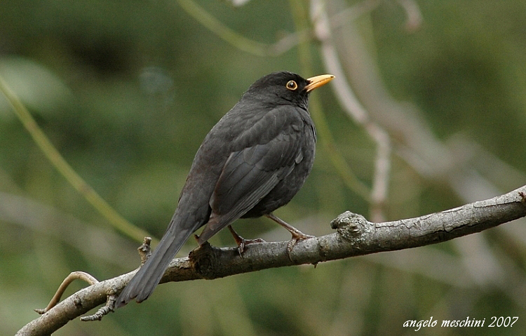 Merlo Turdus merula. semplicemente un maschio e una femmina.